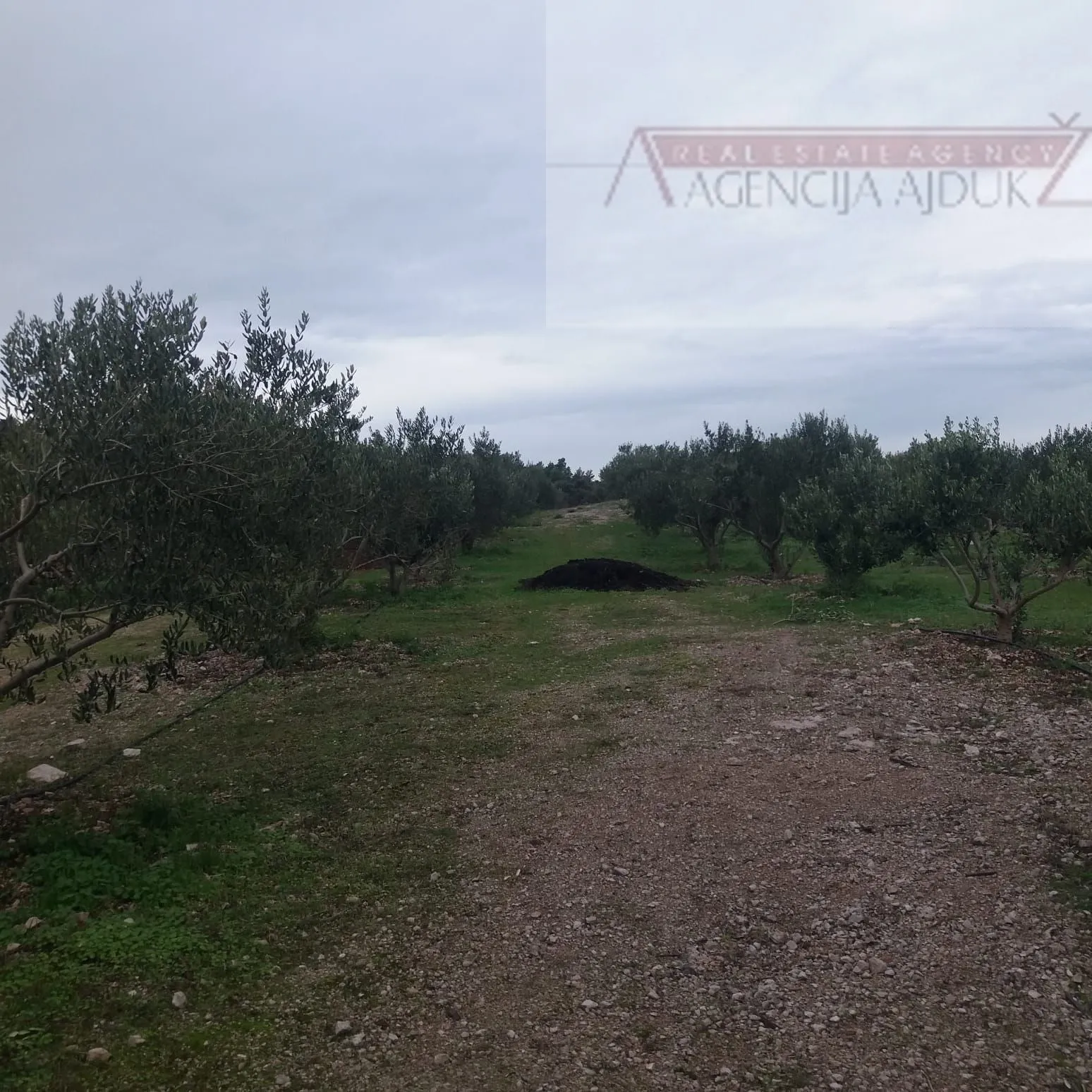 brač donji humac 10630 m2 sa objektom - slika 5