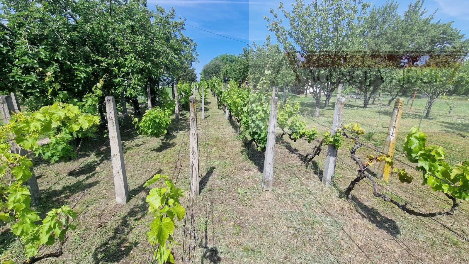 baranja batina vikend kuća 35 m2 legalizirana! - povoljno - slika 4