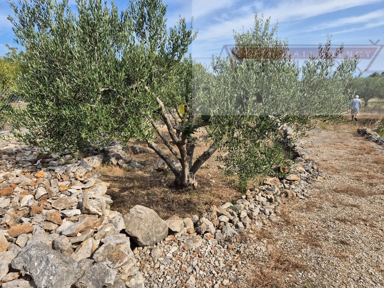 otok vis rogačić kuća u izgradnji + zemljište 5100 m2 - slika 11