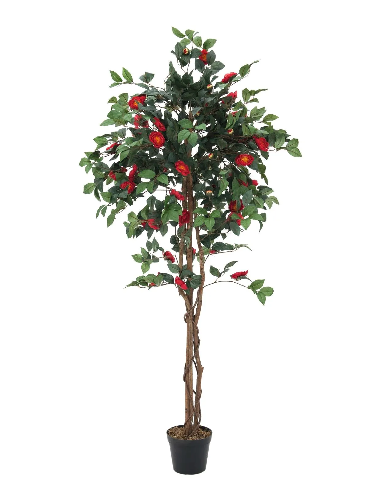 EUROPALMS Camelia red cemented 180cm - Split