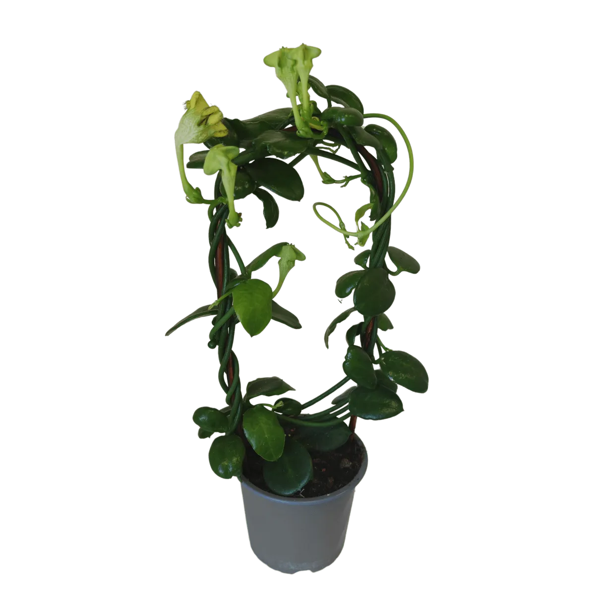 ceropegia sandersonii - slika 3