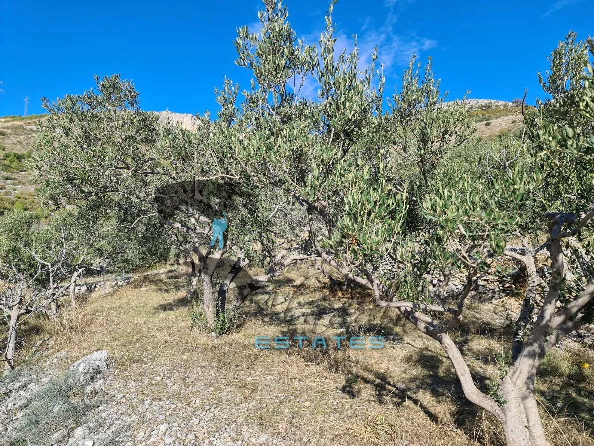 seget gornji, izdašna poljoprivredna čestica s maslinikom i pogledom na more, 4840 m2 - slika 3