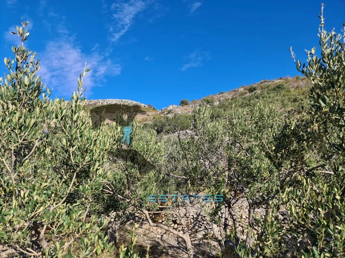 seget gornji, izdašna poljoprivredna čestica s maslinikom i pogledom na more, 4840 m2 - slika 4