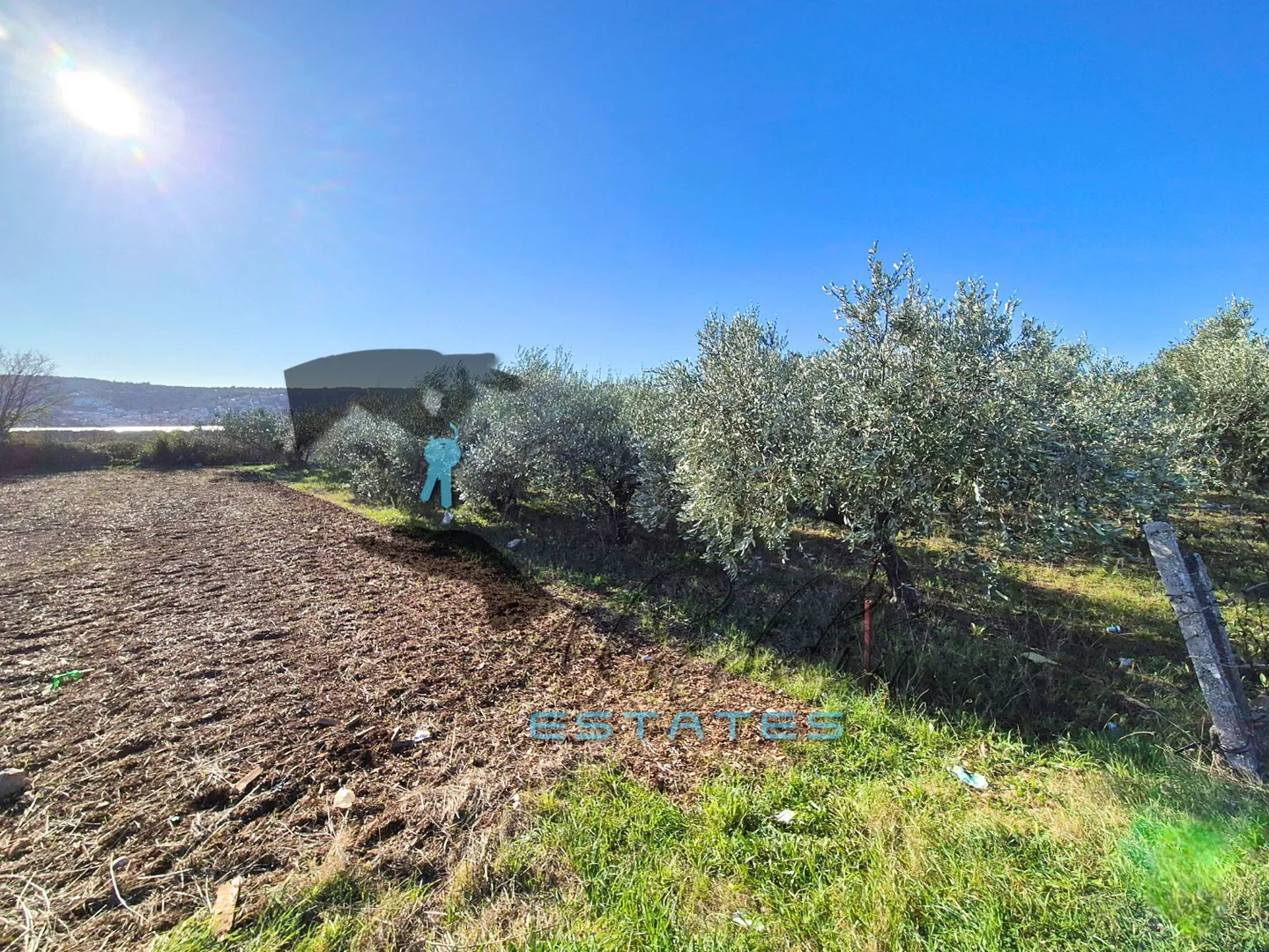 Divulje, izvrsna poljoprivredna čestica s maslinikom, 987 m2 - Kaštel Štafilić, Kaštela
