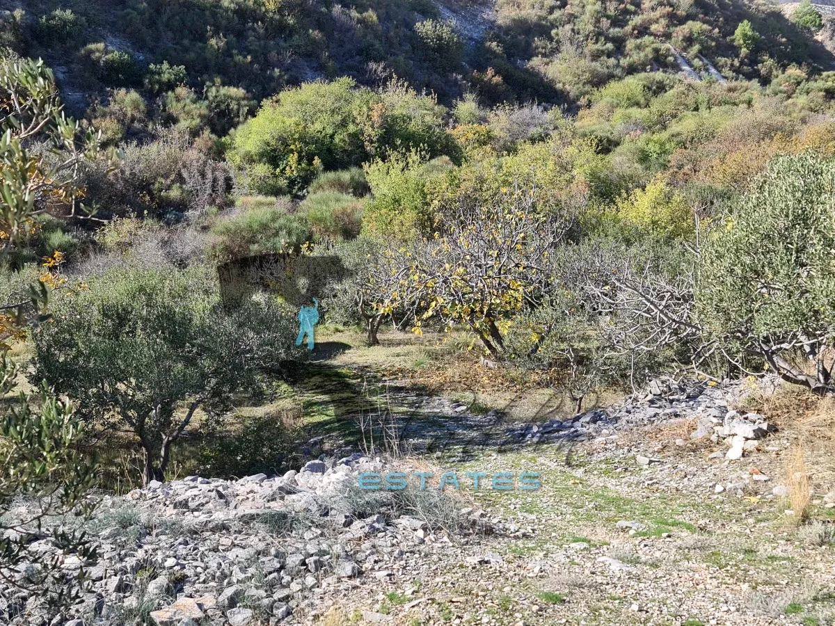 seget gornji, izdašna poljoprivredna čestica s maslinikom i pogledom na more, 4840 m2 - slika 7