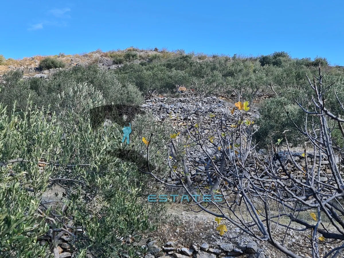 seget gornji, izdašna poljoprivredna čestica s maslinikom i pogledom na more, 4840 m2 - slika 6