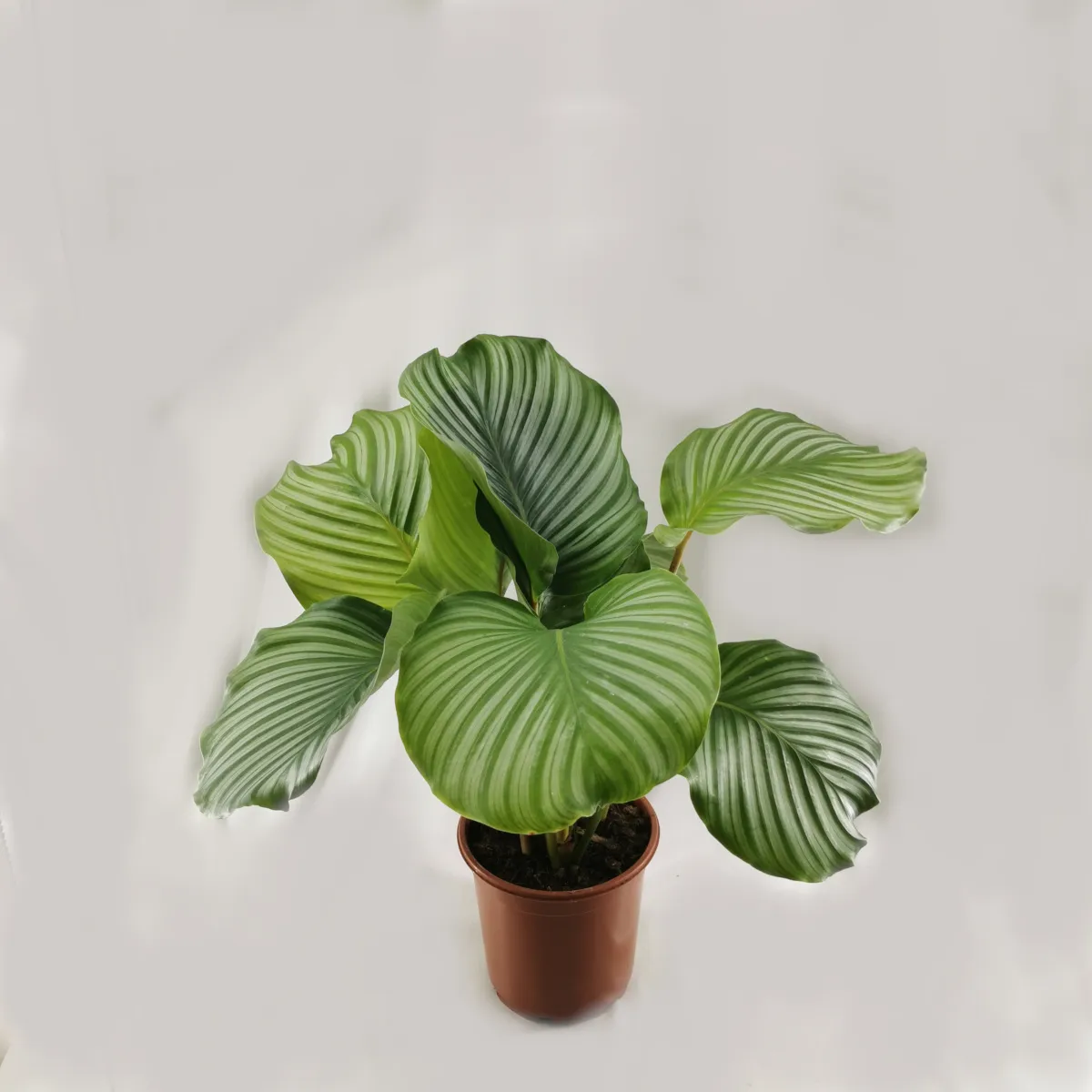 calathea “orbifolia” - slika 2