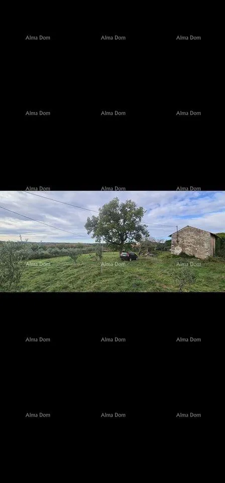 kuća prodaja istarske kamene kuće za kompletnu renovaciju na velikoj parceli od 4500 m2. oprtalj - slika 5