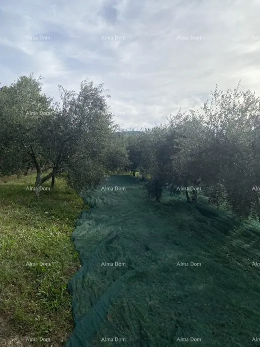 Građevinsko zemljište Cerovlje, građevinsko zemljište površine 1.575 m²
