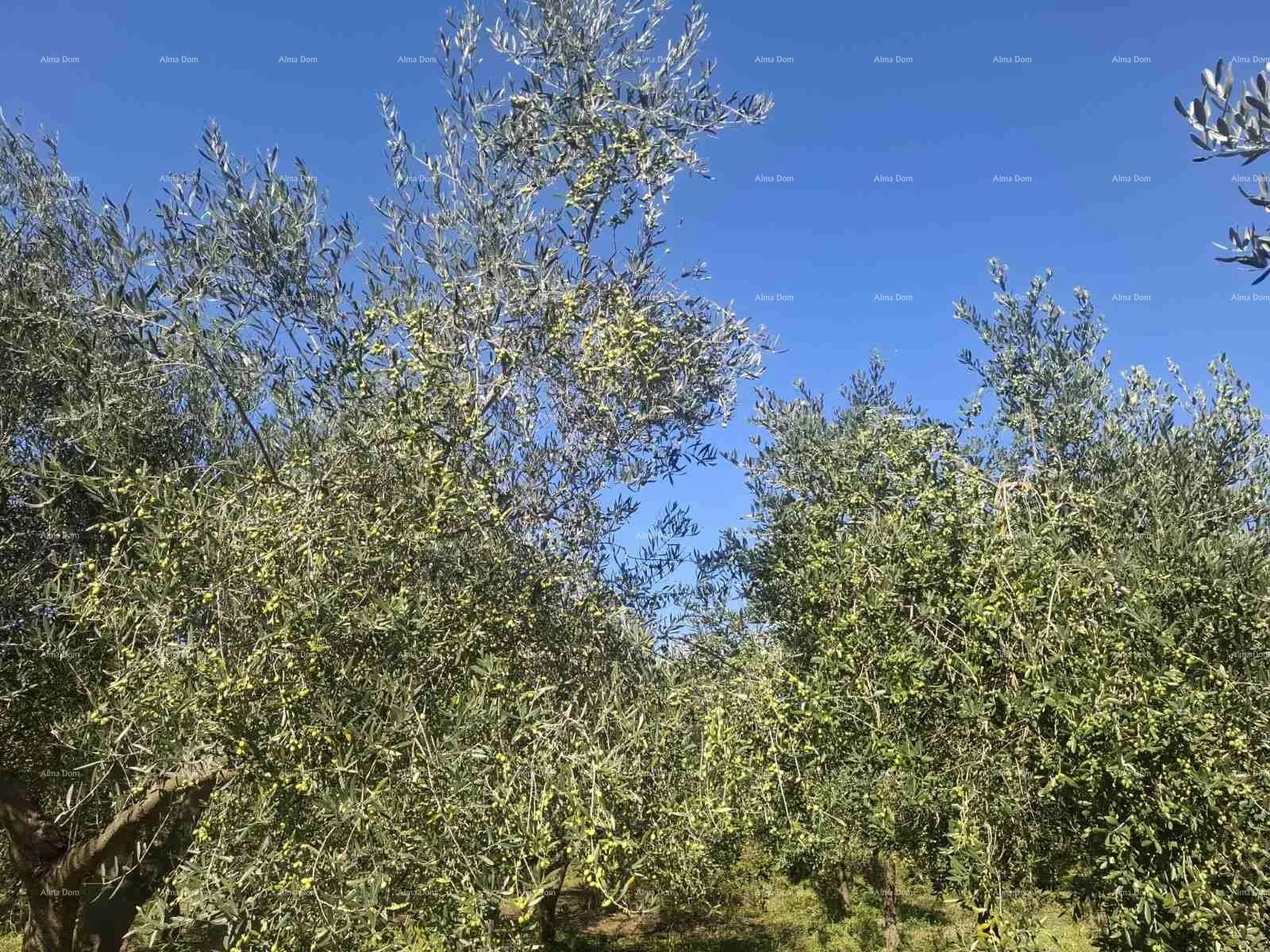 građevinsko zemljište valtura – prodaja maslinika s 89 rodnih stabala maslina. - slika 2