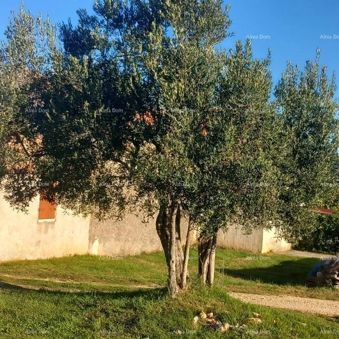 kuća izvrsna prilika- imanje s kamenom kućom, velikim zemljištem i pomoćnim objektima- blizina rovinja! - slika 9