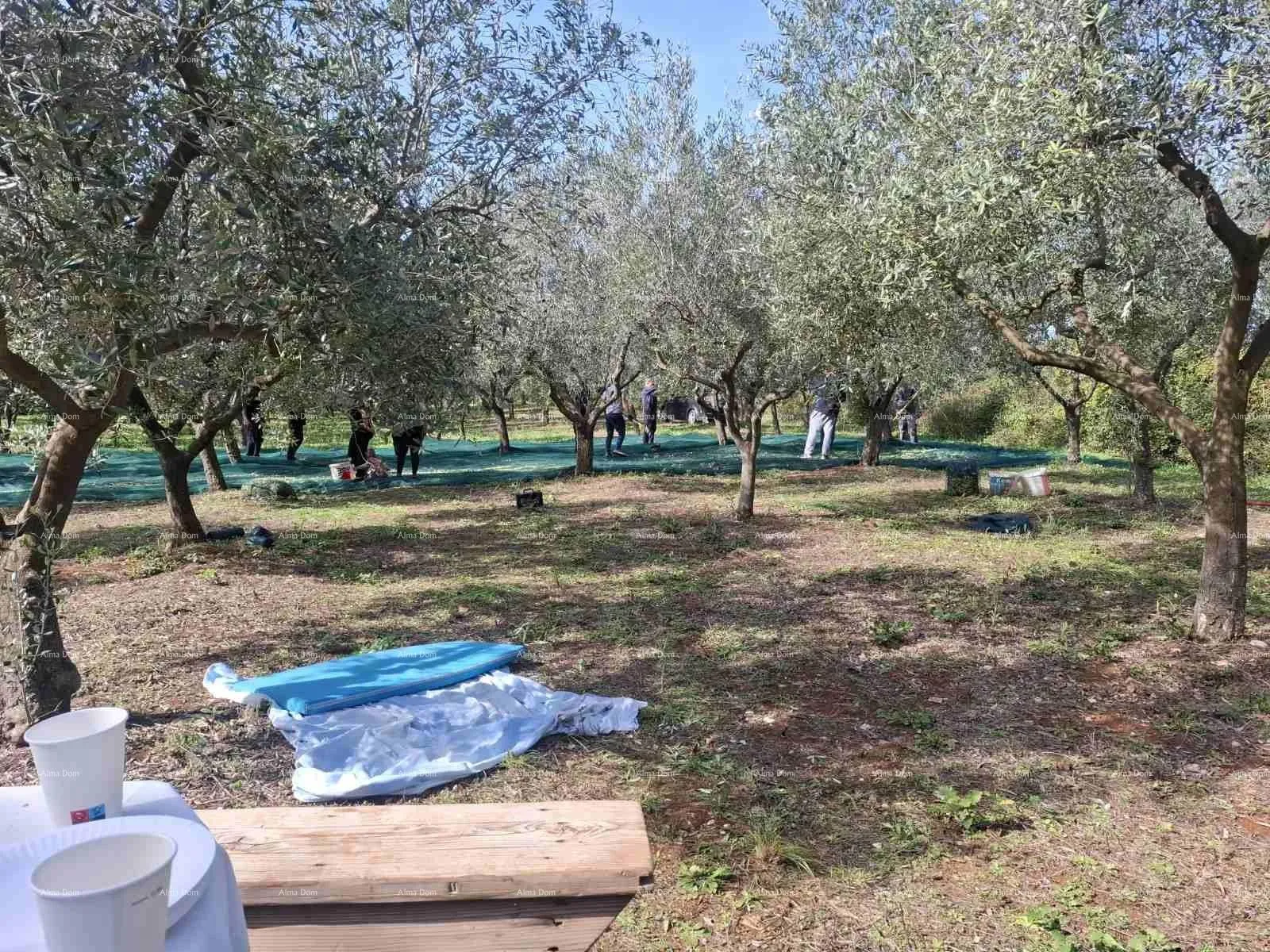 građevinsko zemljište valtura – prodaja maslinika s 89 rodnih stabala maslina. - slika 3