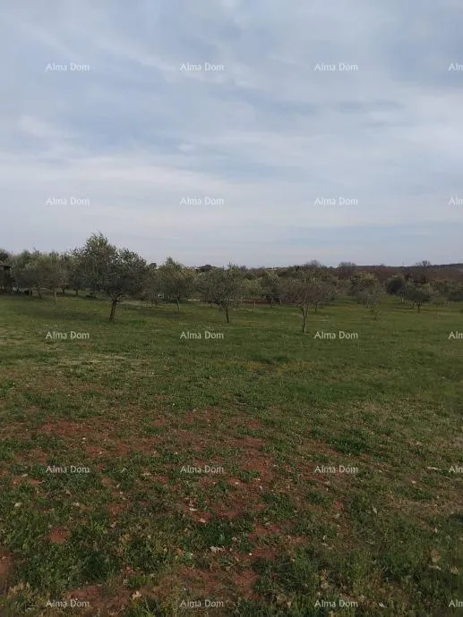građevinsko zemljište atraktivno zemljište, 5.716 m²,okolica poreča - slika 3