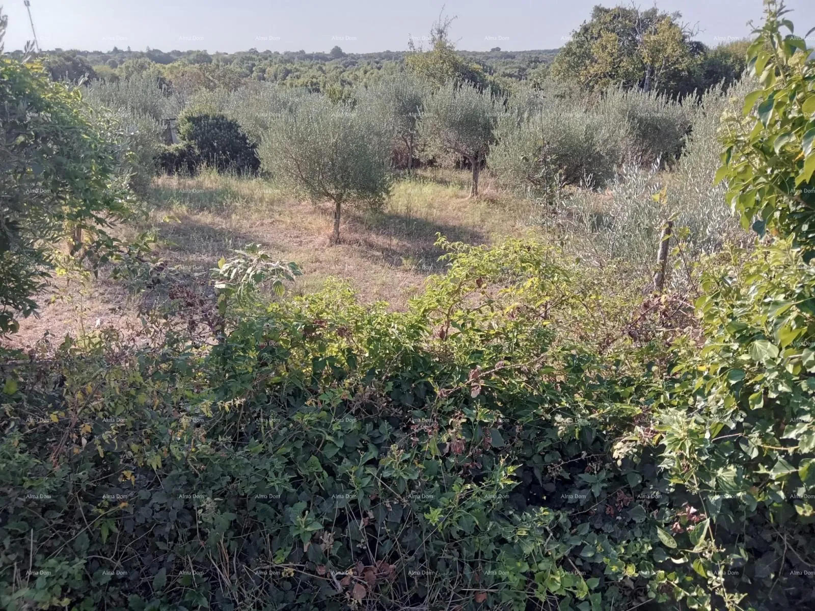 građevinsko zemljište prodaja građevinskog zemljišta u okolici marčane! - slika 5