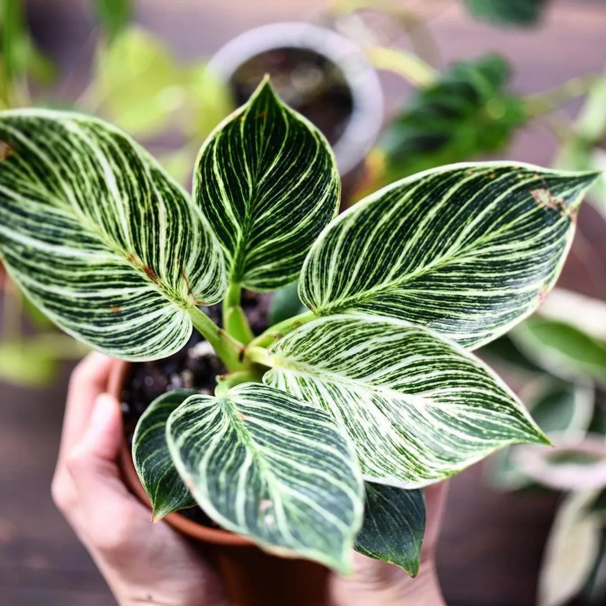 philodendron “birkin” - slika 2