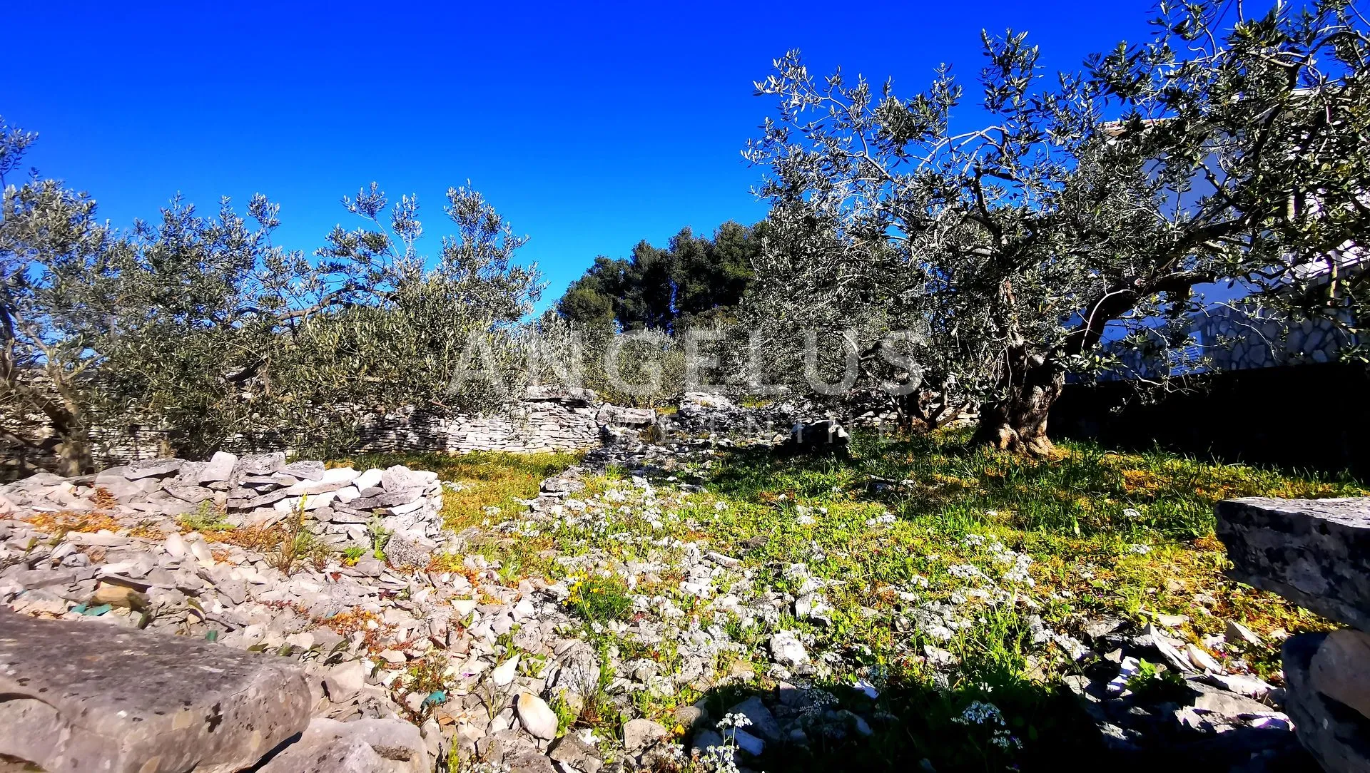 šolta, nečujam - građ.zemljište sa pogledom na more, 5100 m2 - slika 2