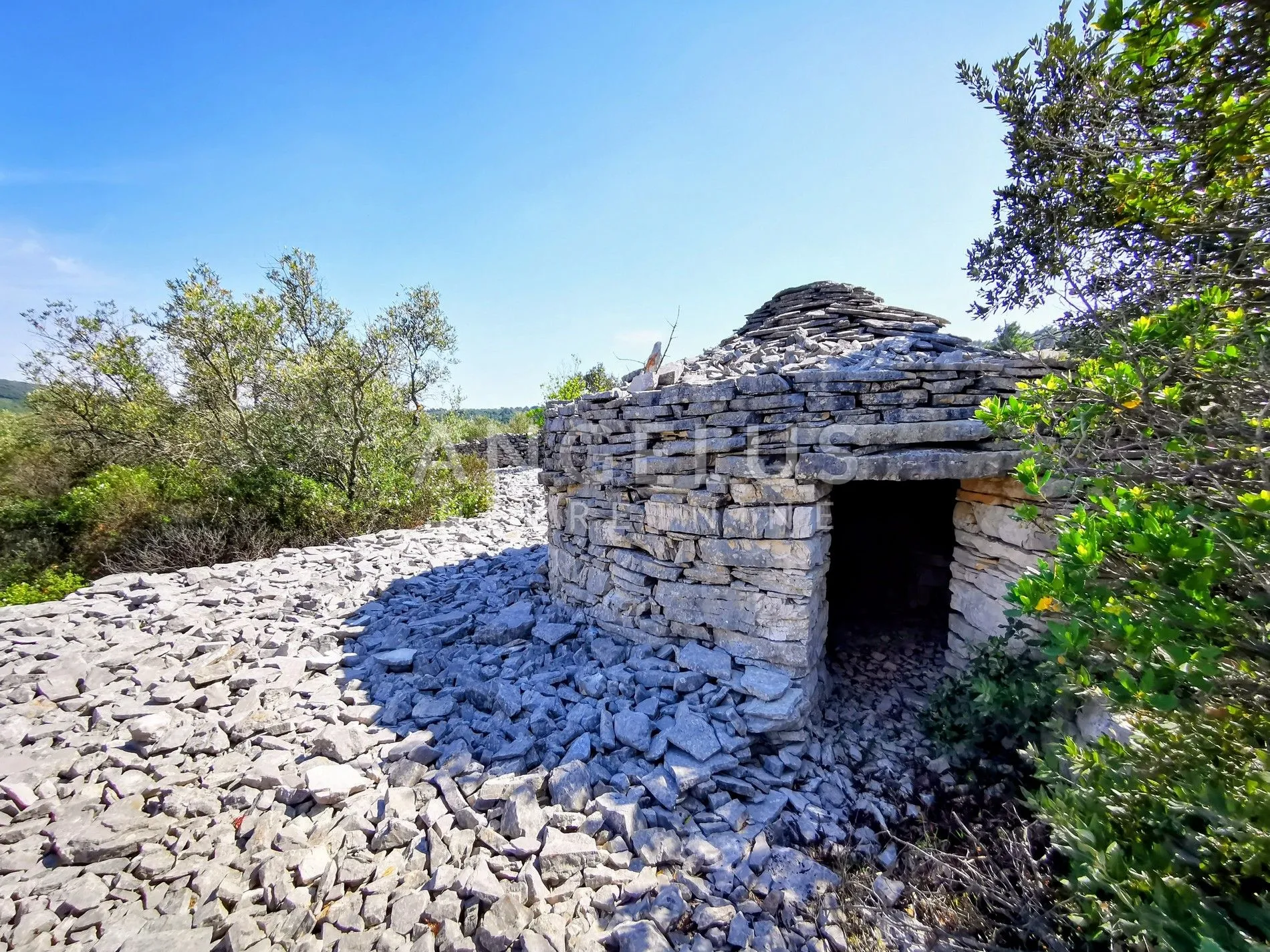 šolta, nečujam - maslinik sa 240 stabala, 8200 m2, prodaja - slika 3