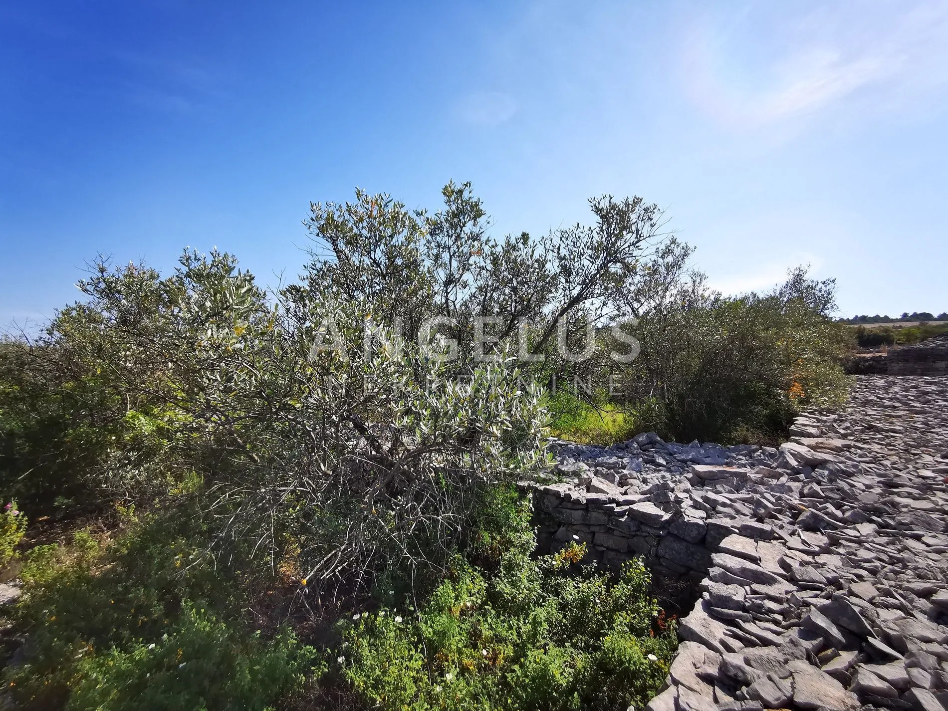 šolta, nečujam - maslinik sa 240 stabala, 8200 m2, prodaja - slika 8
