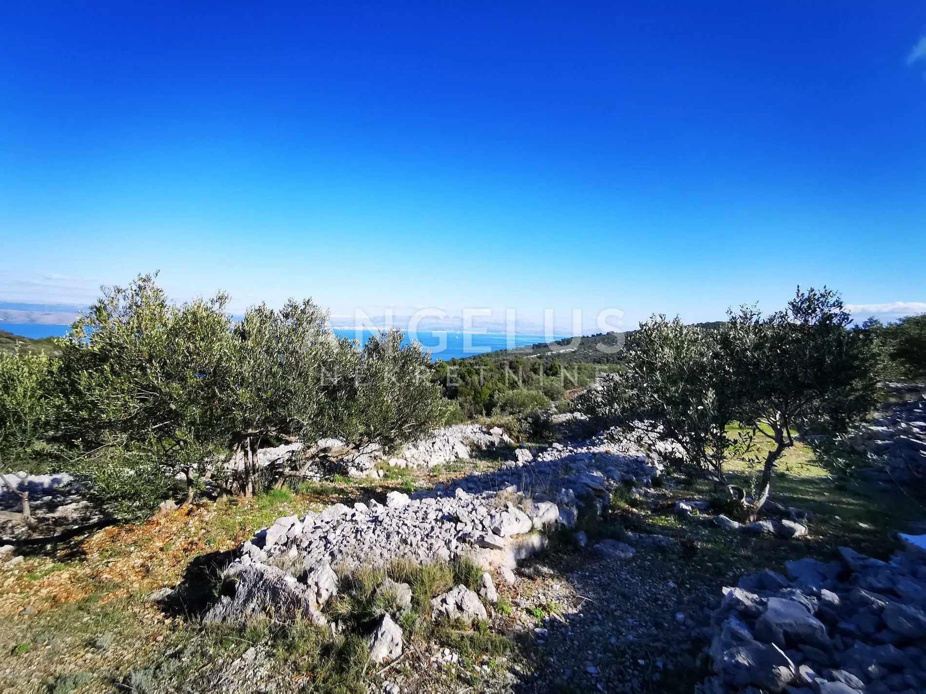 šolta - uređeni maslinik sa pogledom na more, 4800 m2 - slika 46