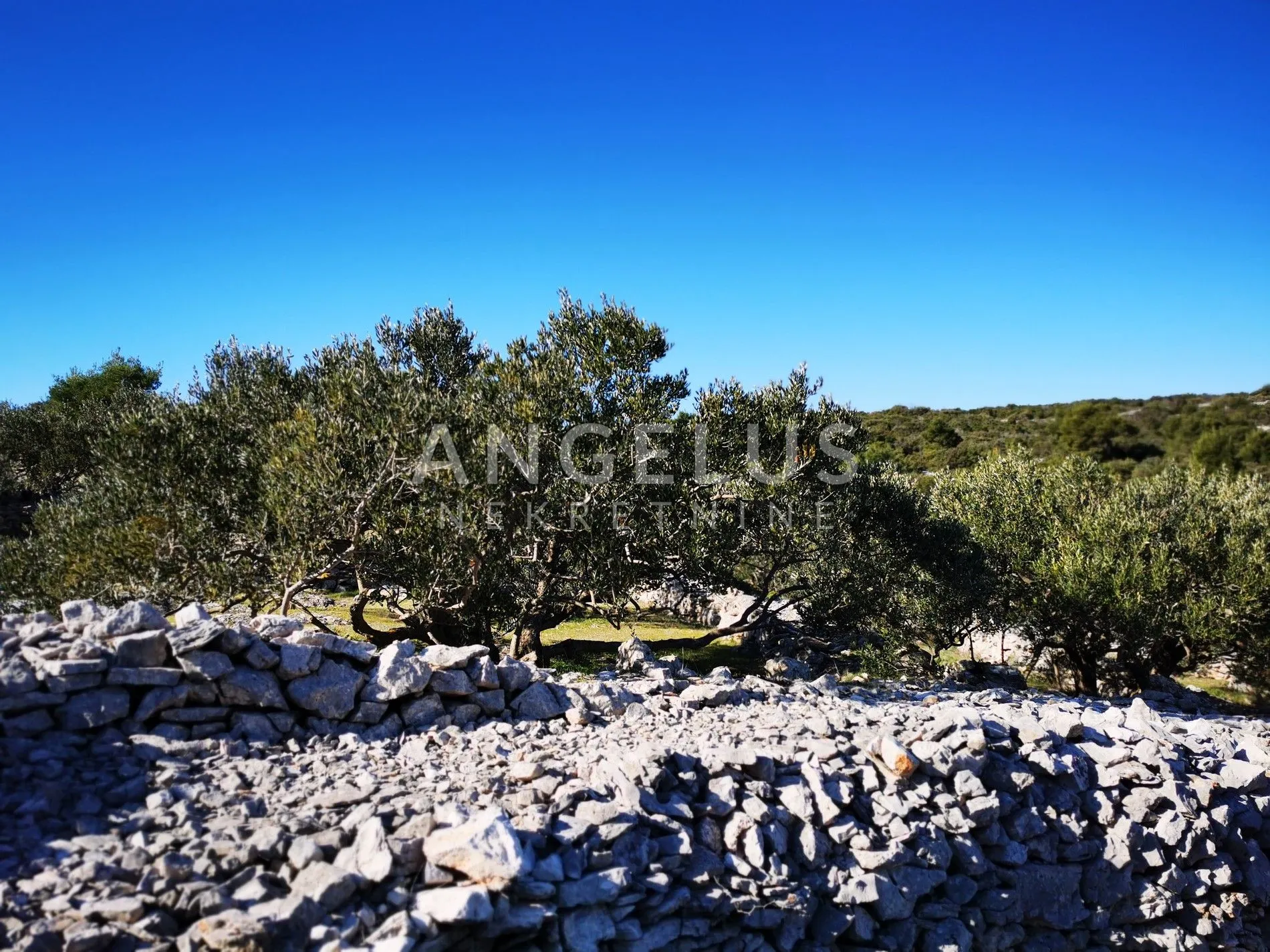 šolta - uređeni maslinik sa pogledom na more, 4800 m2 - slika 30