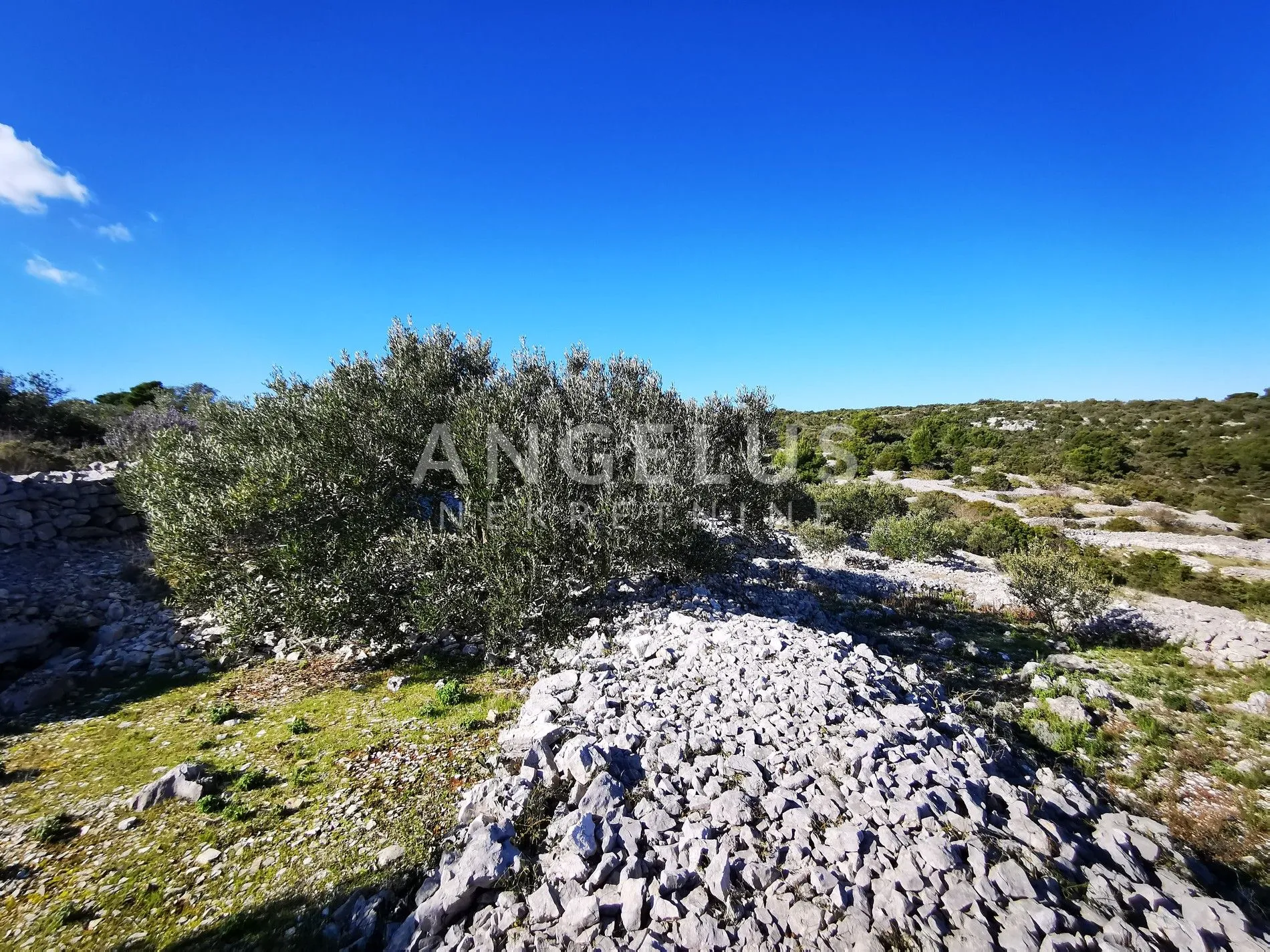 šolta - uređeni maslinik sa pogledom na more, 4800 m2 - slika 8