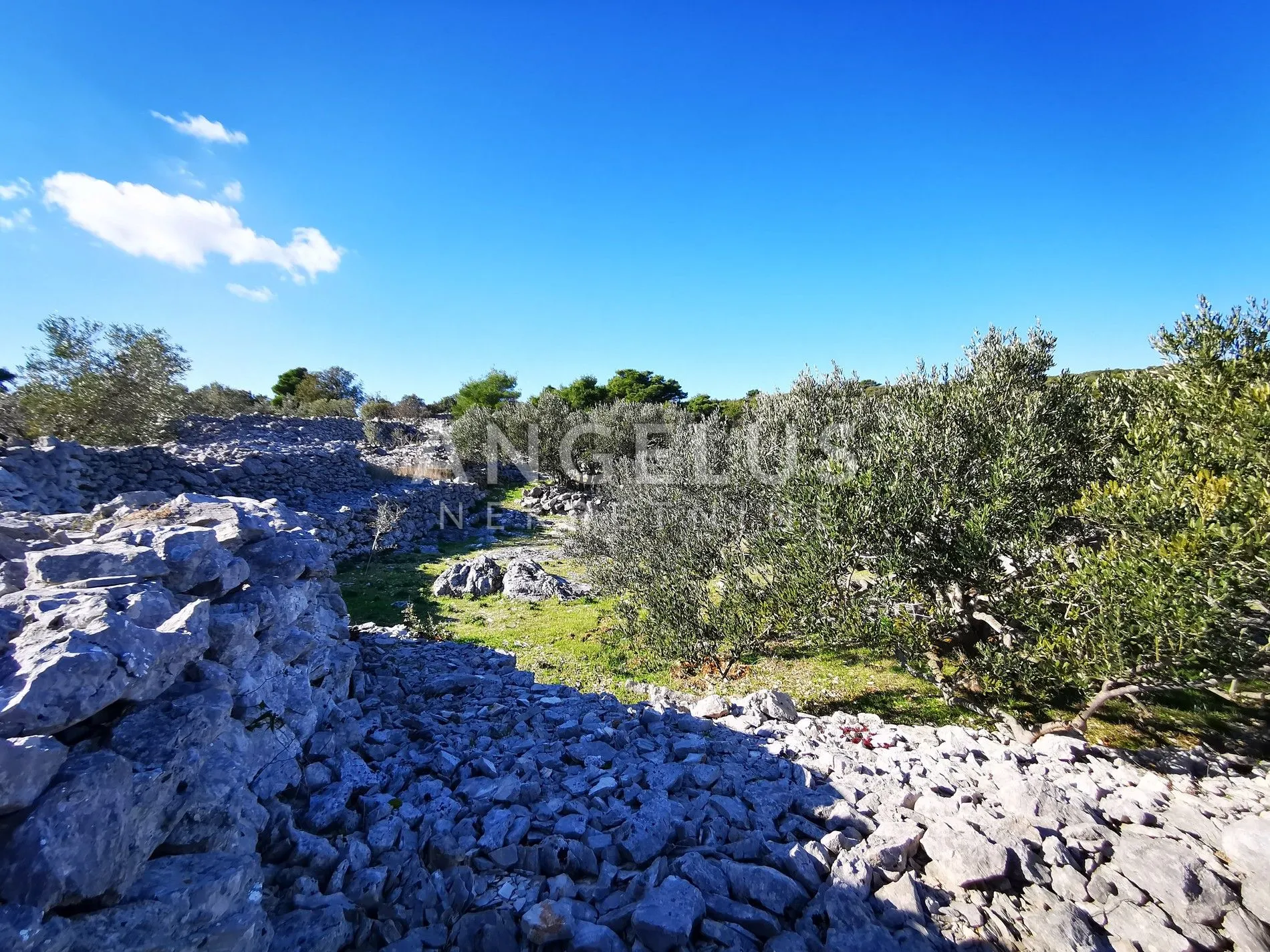 šolta - uređeni maslinik sa pogledom na more, 4800 m2 - slika 32
