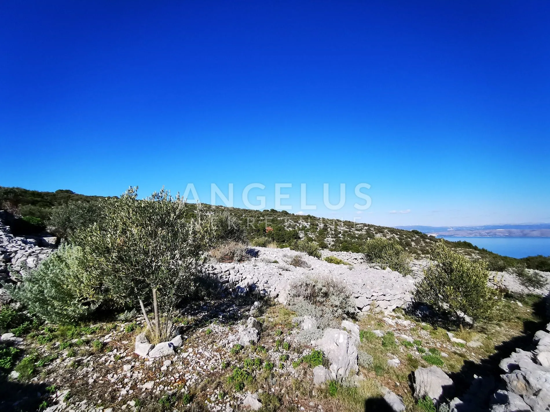 šolta - uređeni maslinik sa pogledom na more, 4800 m2 - slika 26