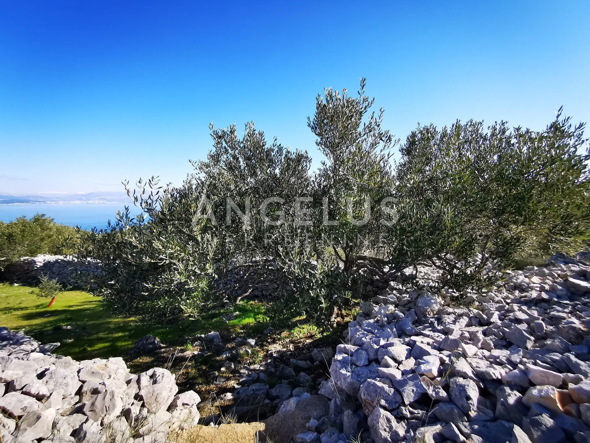 šolta - uređeni maslinik sa pogledom na more, 4800 m2 - slika 9