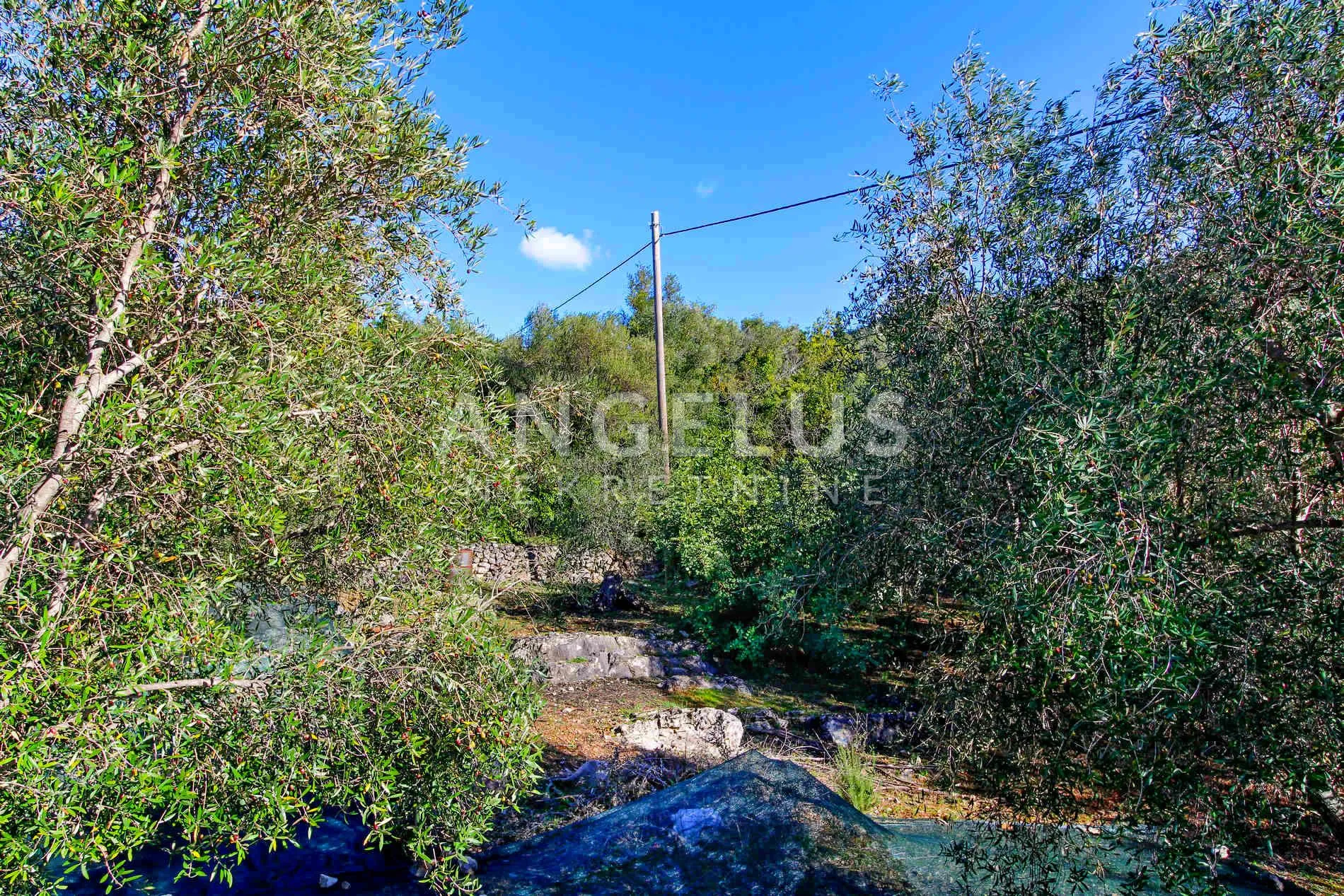 šipan, luka šipanska – atraktivan maslinik s omirinom, 3900 m2 - slika 13