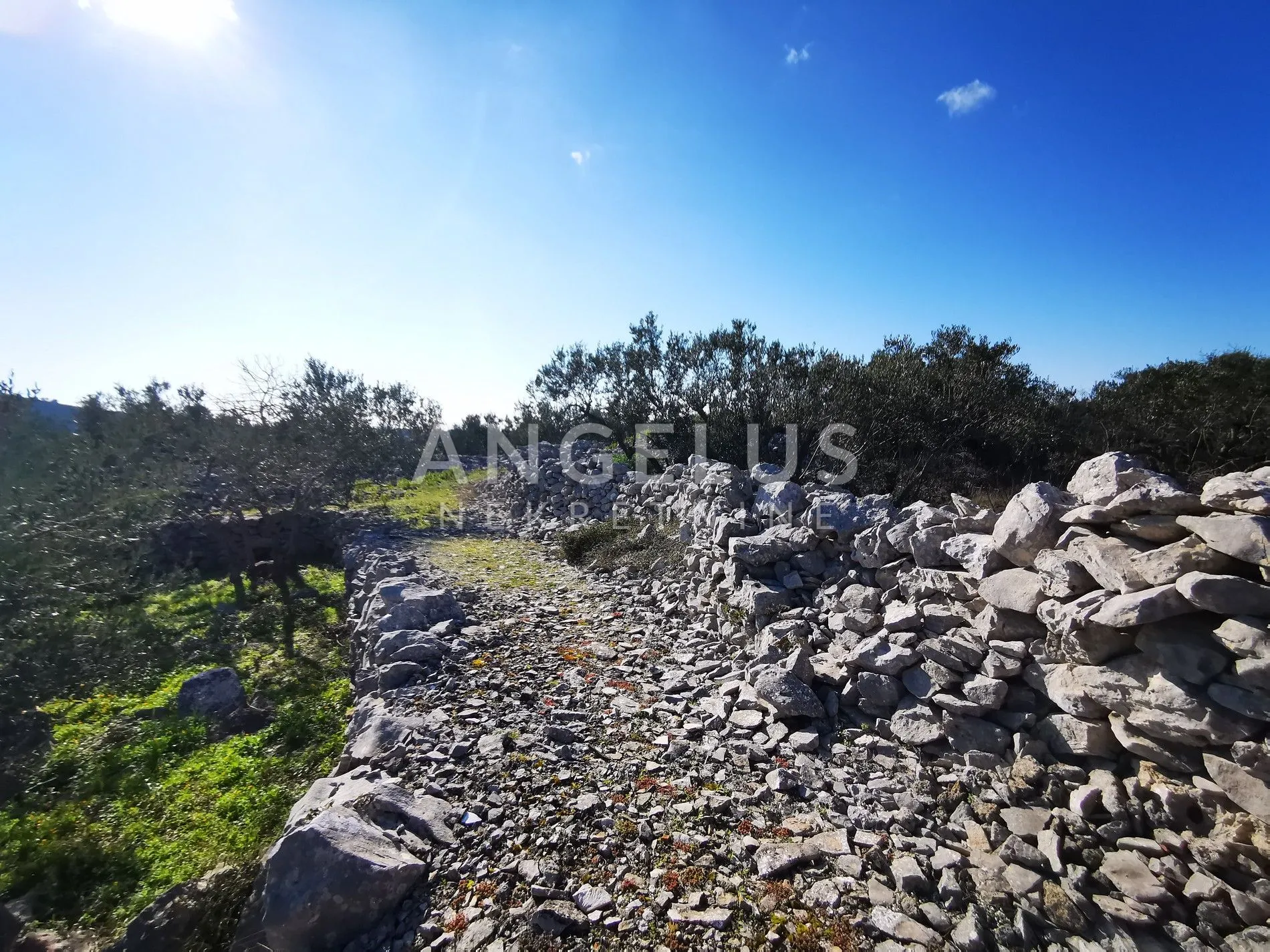 šolta - uređeni maslinik sa pogledom na more, 4800 m2 - slika 42