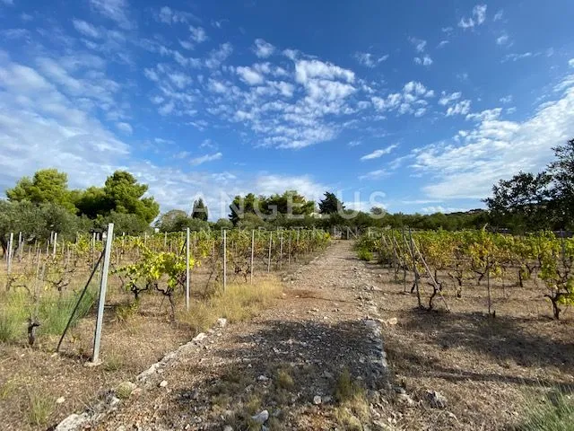 tisno - stara villa na parceli od 10.000m2 s vinogradom i maslinikom - slika 6