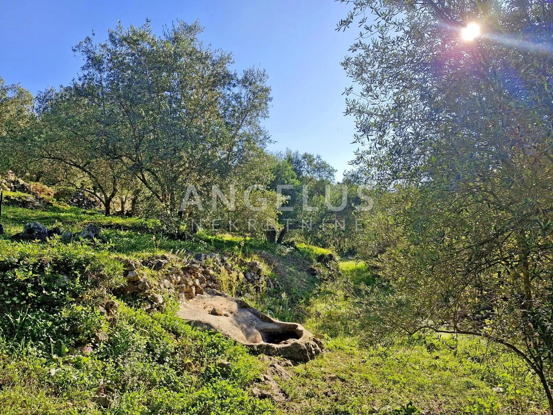 Šipan, Luka Šipanska – atraktivan maslinik s omirinom, 3900 m2 - Šipanska Luka, Dubrovnik