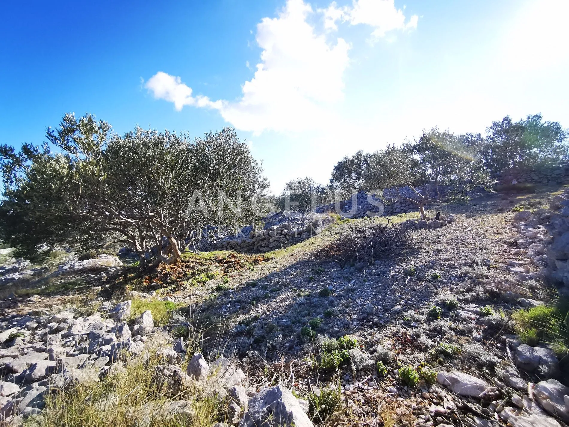 šolta - uređeni maslinik sa pogledom na more, 4800 m2 - slika 45