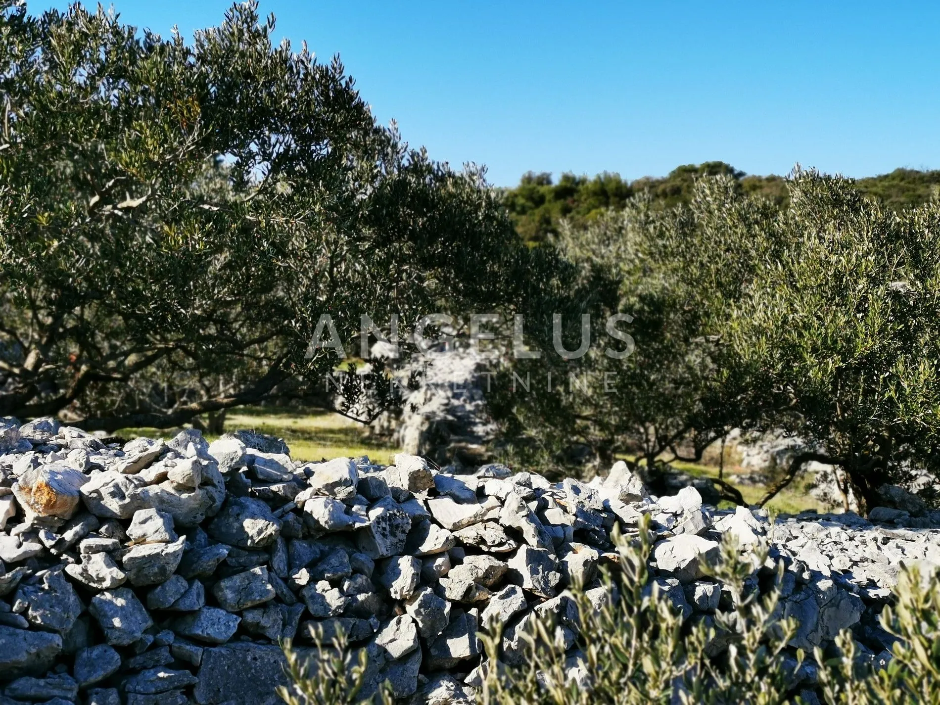 šolta - uređeni maslinik sa pogledom na more, 4800 m2 - slika 7