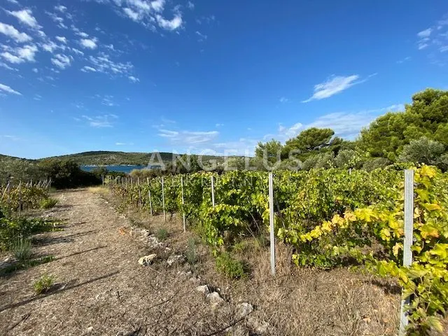 tisno - stara villa na parceli od 10.000m2 s vinogradom i maslinikom - slika 11