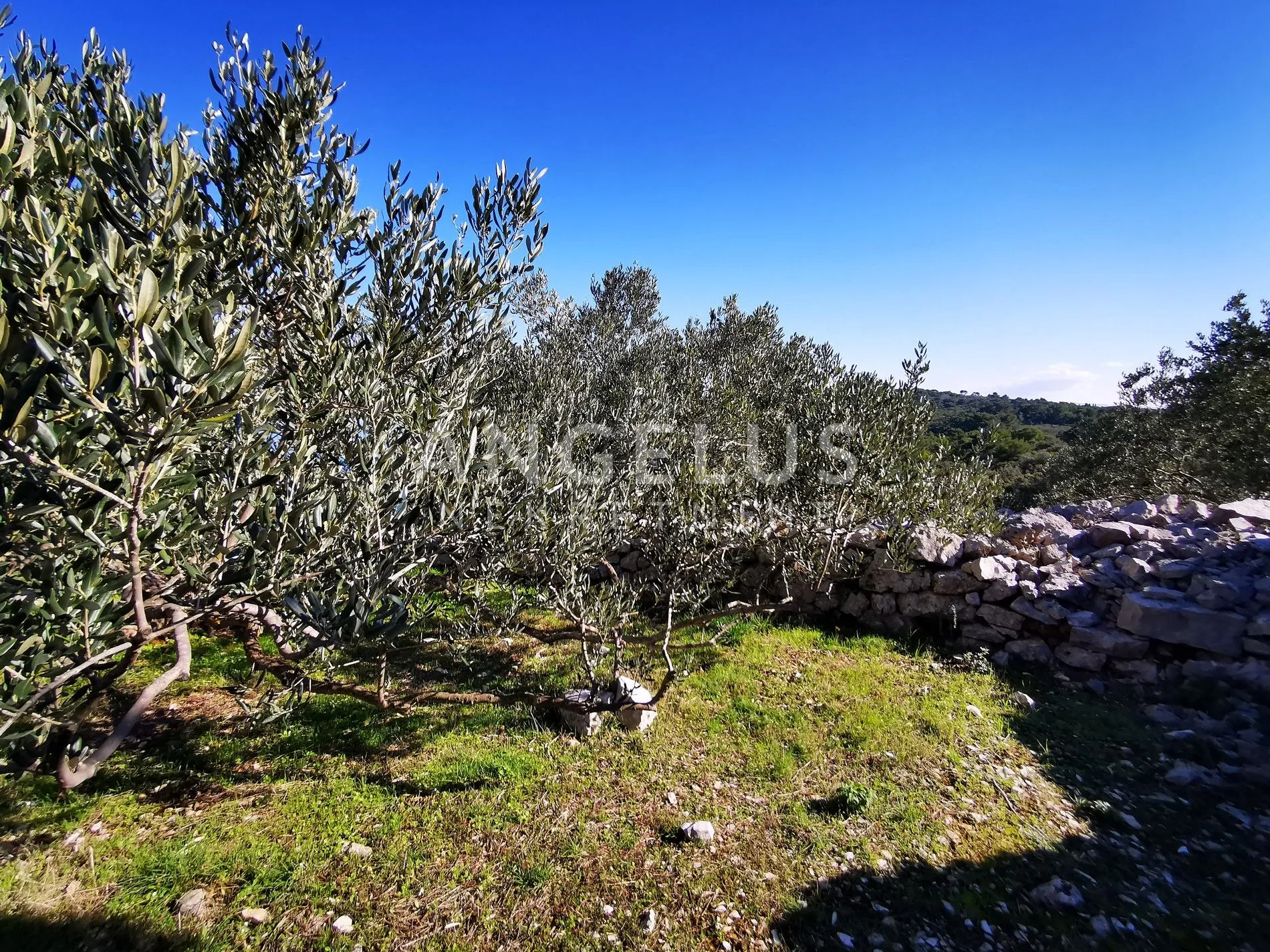 šolta - uređeni maslinik sa pogledom na more, 4800 m2 - slika 3
