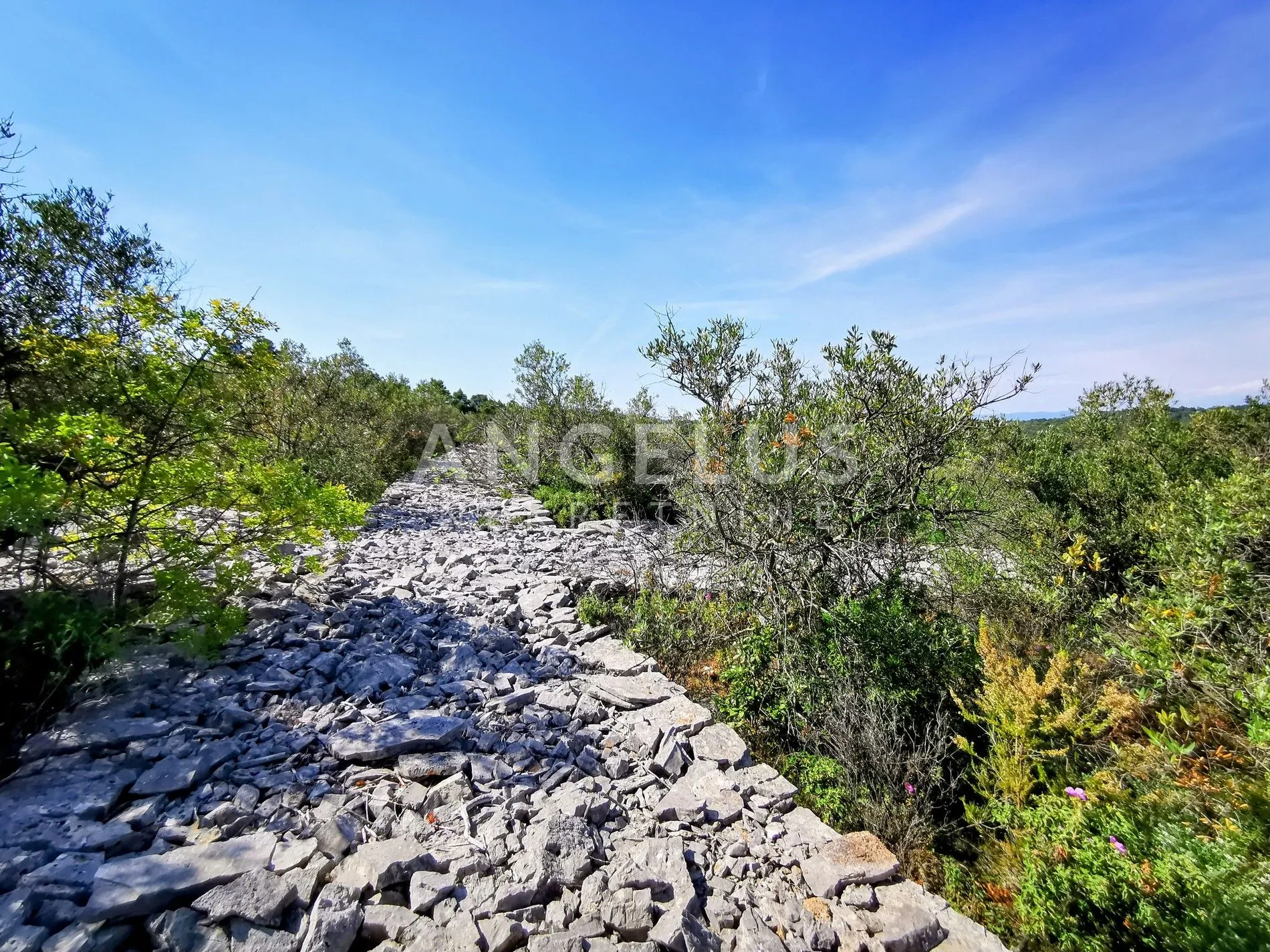šolta, nečujam - maslinik sa 240 stabala, 8200 m2, prodaja - slika 5