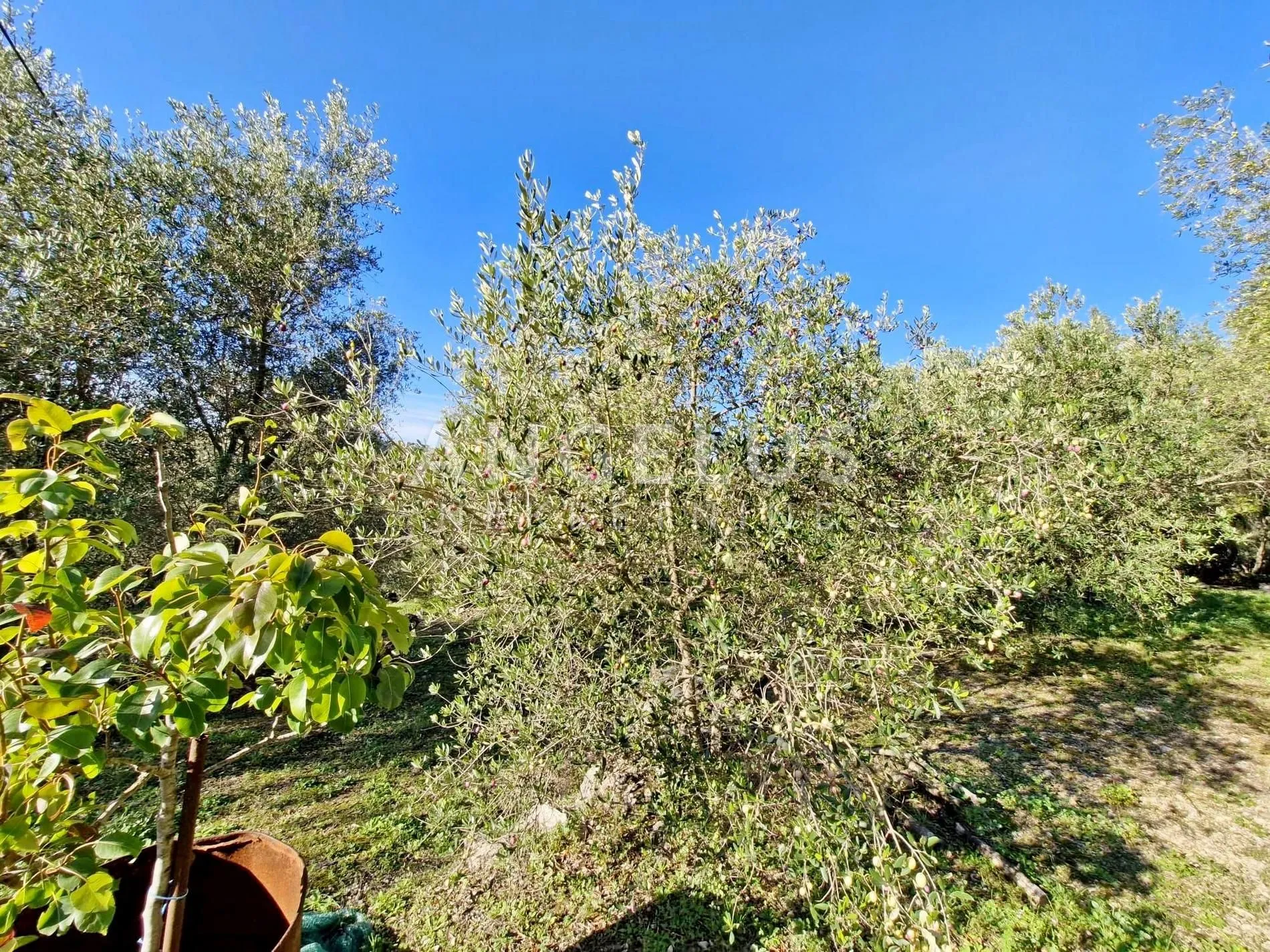 šipan, luka šipanska – atraktivan maslinik s omirinom, 3900 m2 - slika 3
