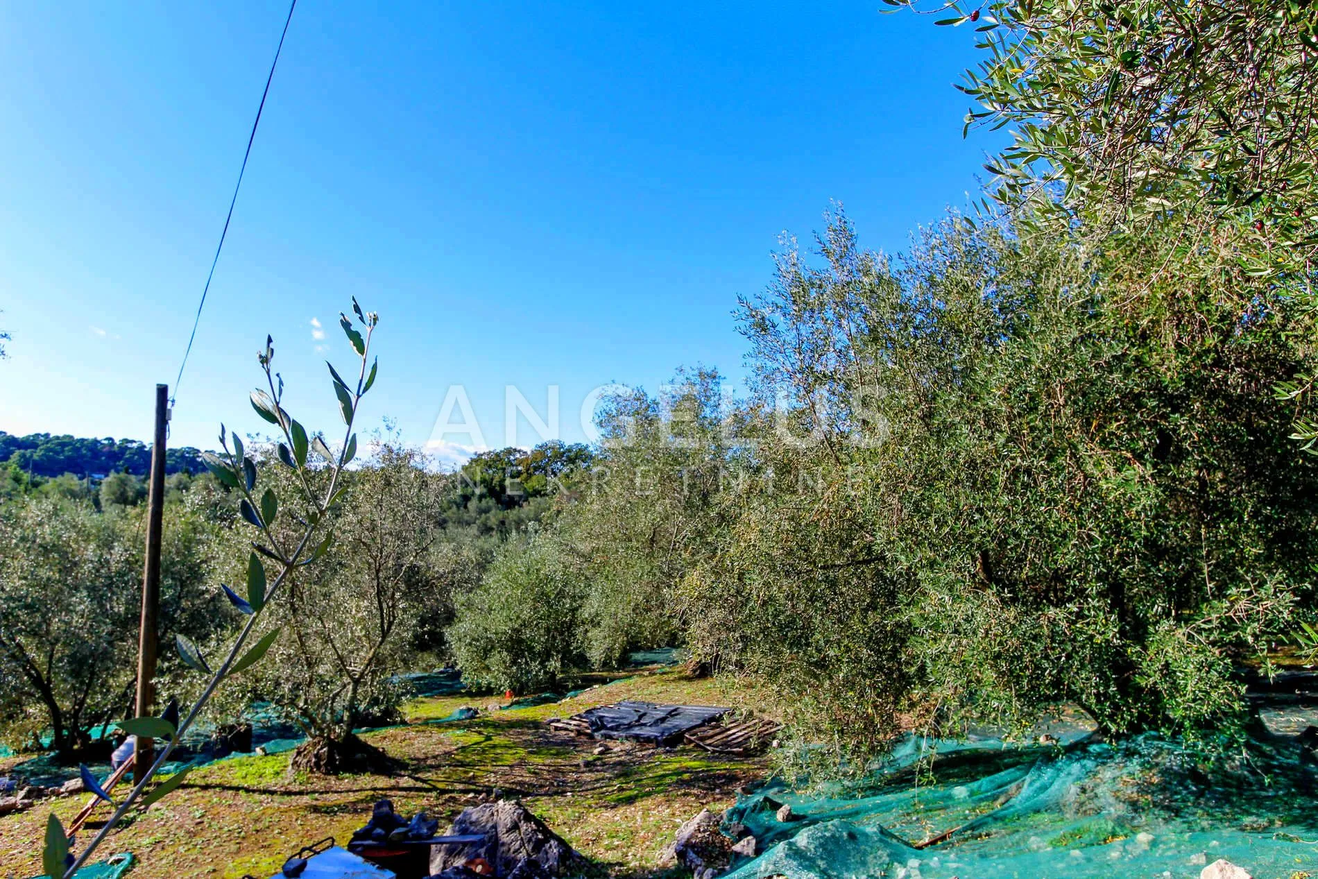 šipan, luka šipanska – atraktivan maslinik s omirinom, 3900 m2 - slika 14