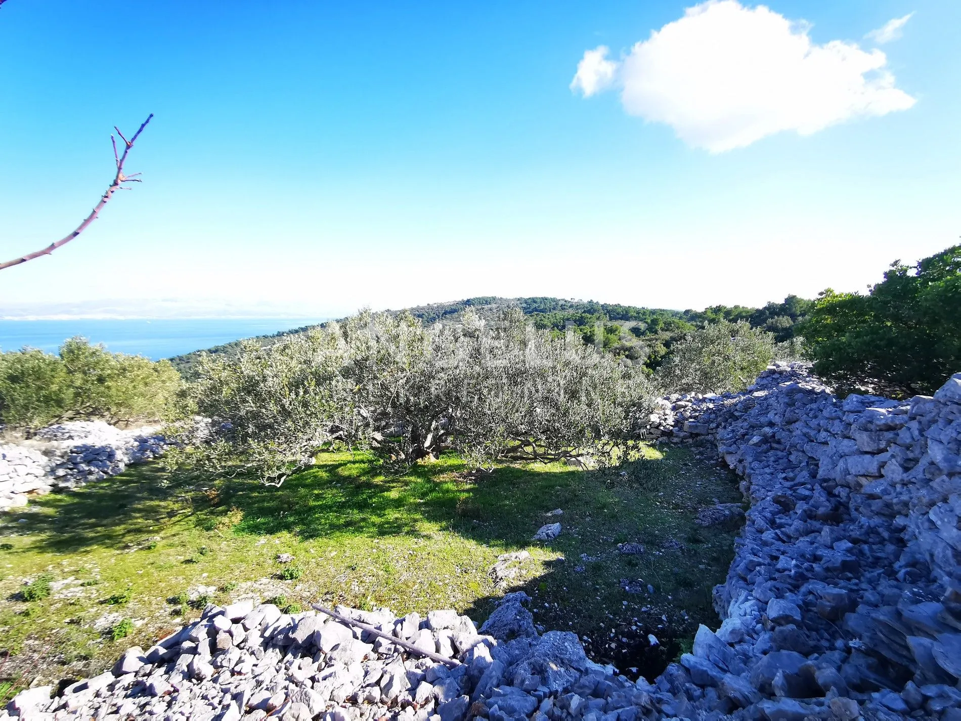 šolta - uređeni maslinik sa pogledom na more, 4800 m2 - slika 48