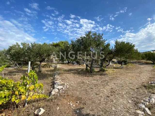tisno - stara villa na parceli od 10.000m2 s vinogradom i maslinikom - slika 9