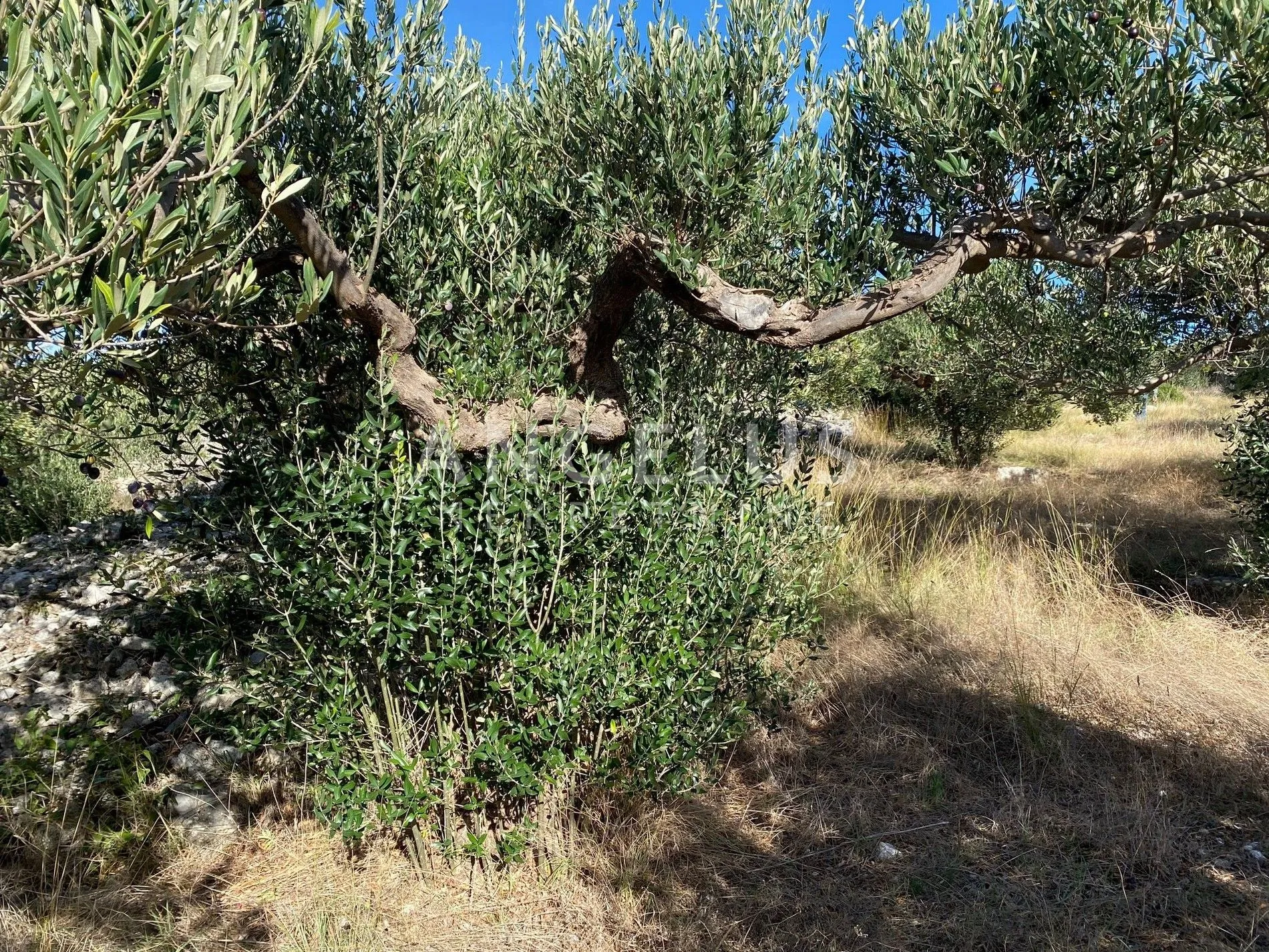 brač, sutivan - prostrani maslinik 14.738 m2 - slika 6