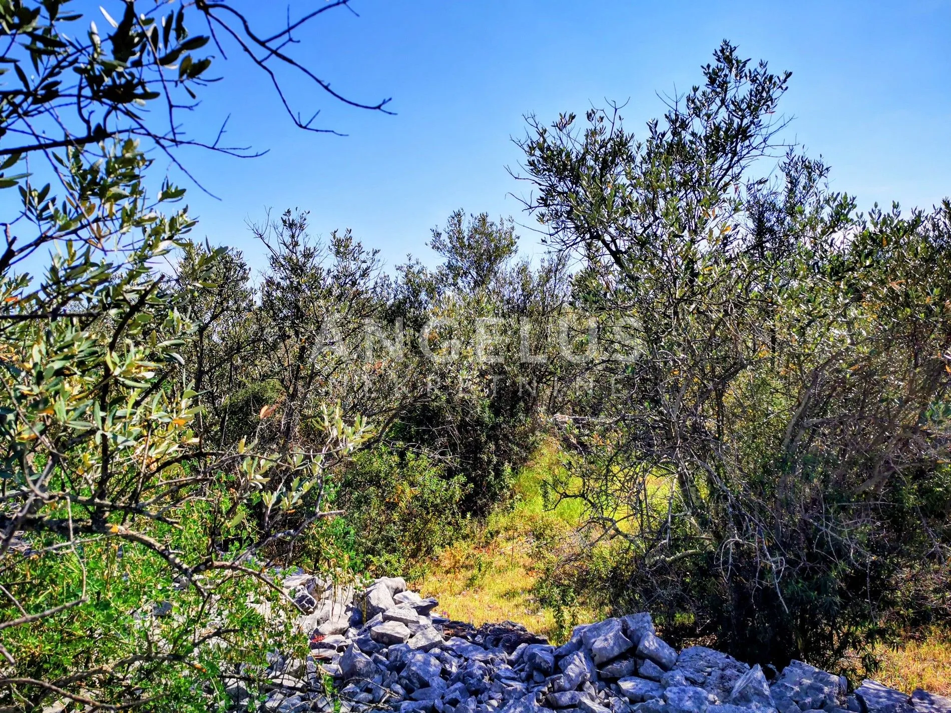 šolta, nečujam - maslinik sa 240 stabala, 8200 m2, prodaja - slika 10