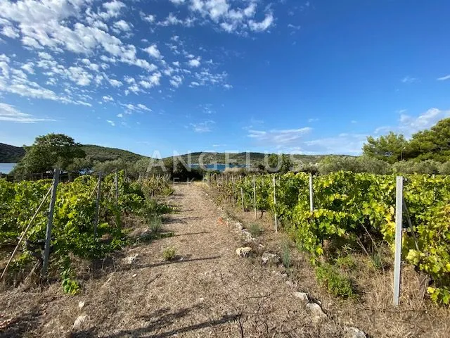 tisno - stara villa na parceli od 10.000m2 s vinogradom i maslinikom - slika 10