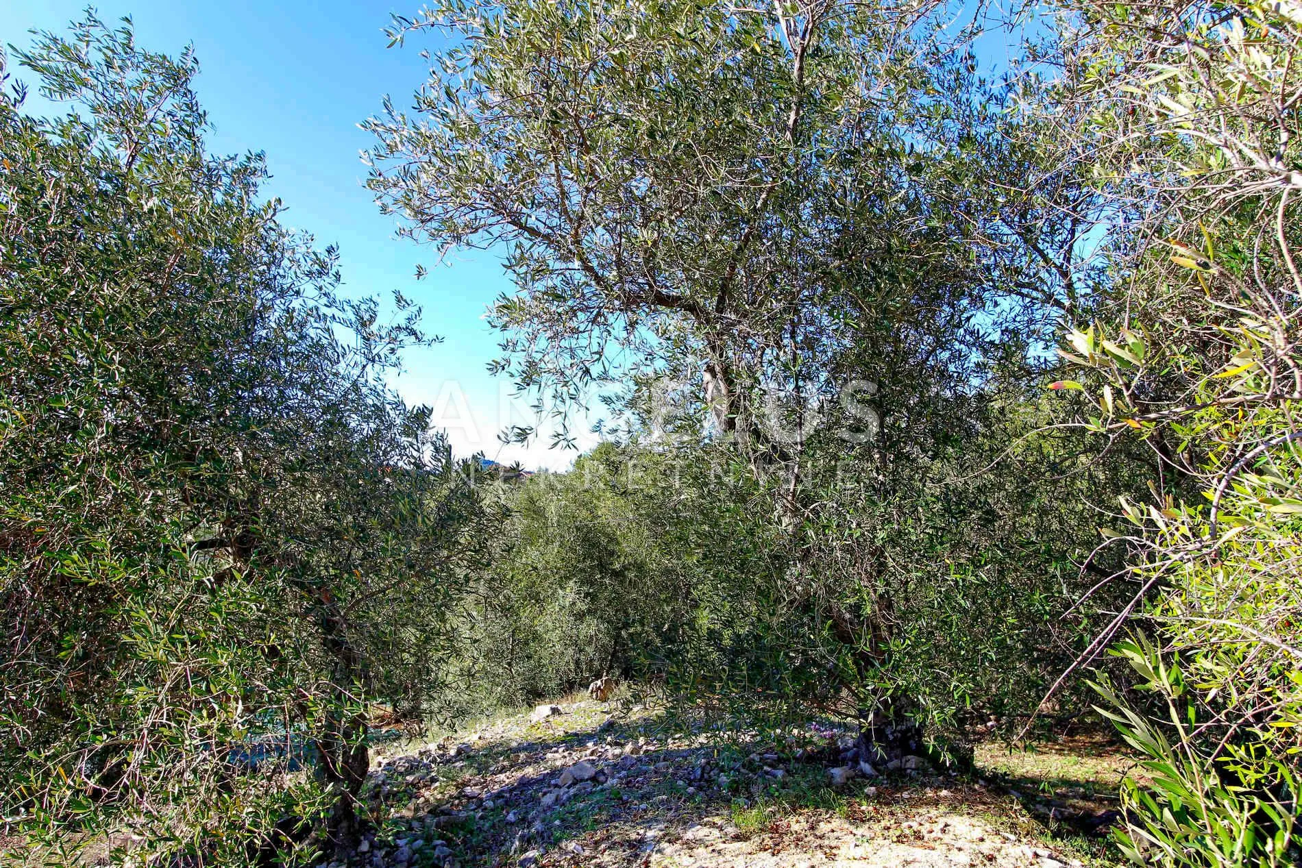 šipan, luka šipanska – atraktivan maslinik s omirinom, 3900 m2 - slika 7