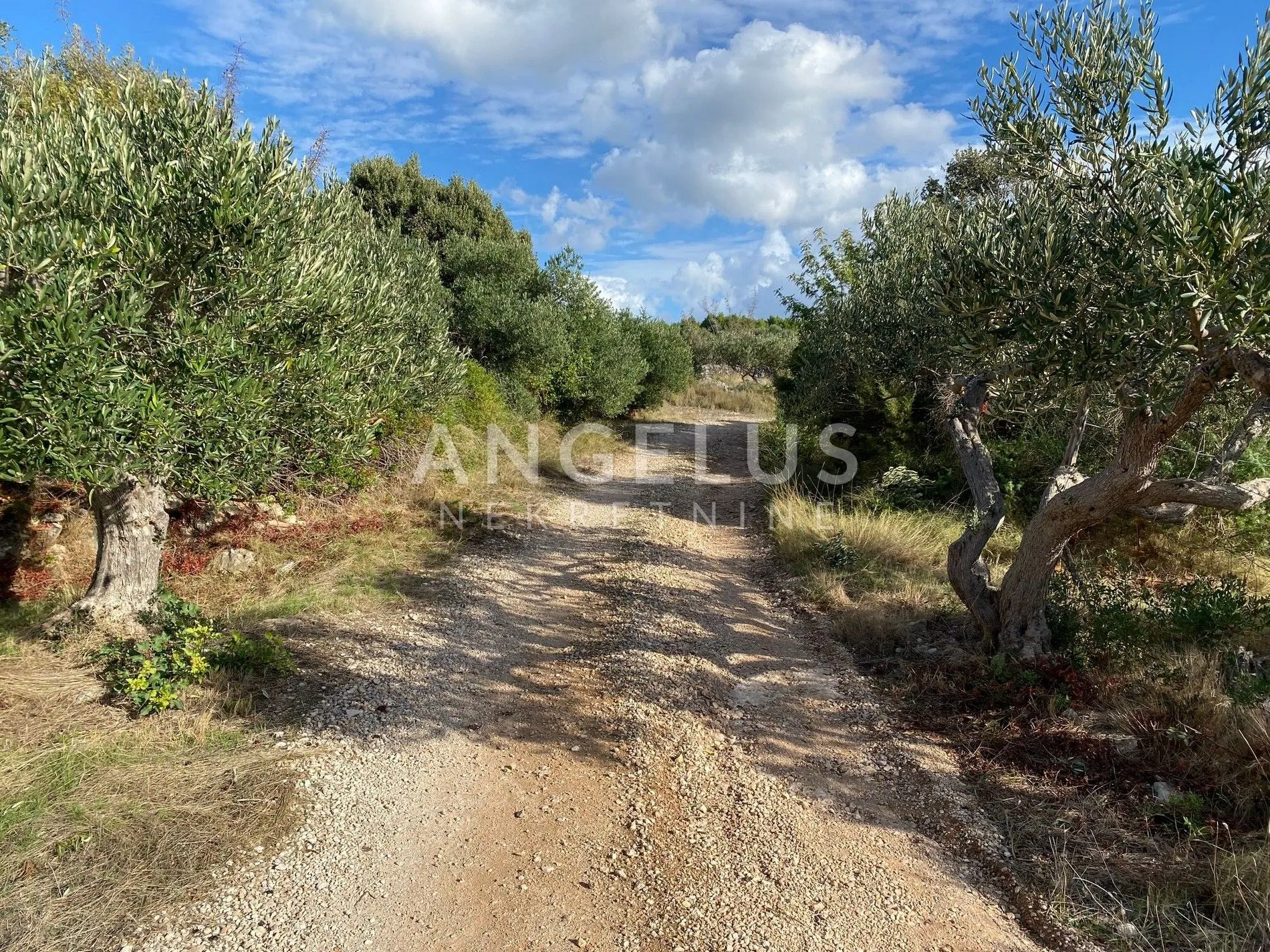 brač, sutivan - prostrani maslinik 14.738 m2 - slika 8