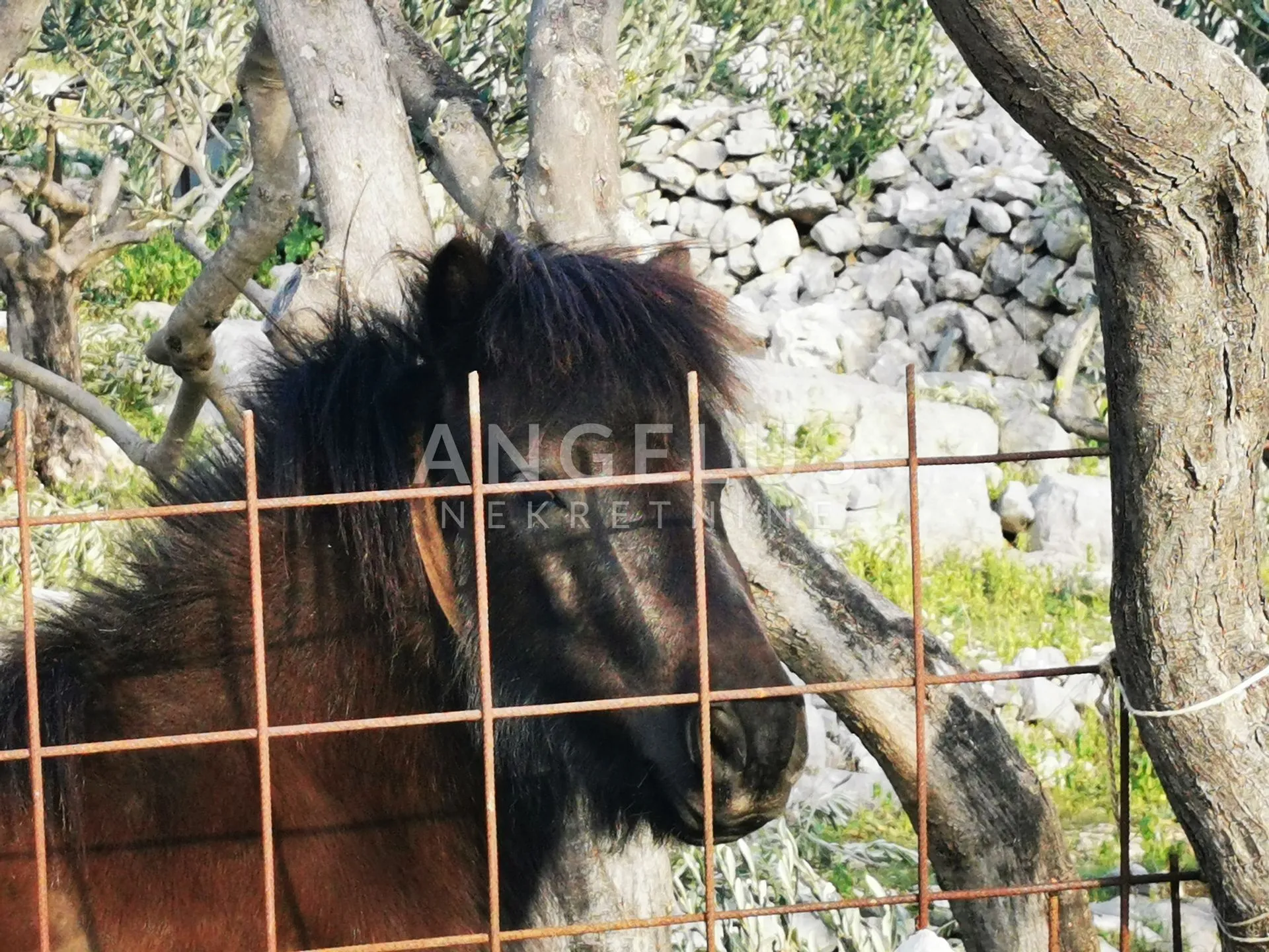 brač - polj.zem. sa objektom prvi red uz more, 2040 m2, prodaja - slika 24