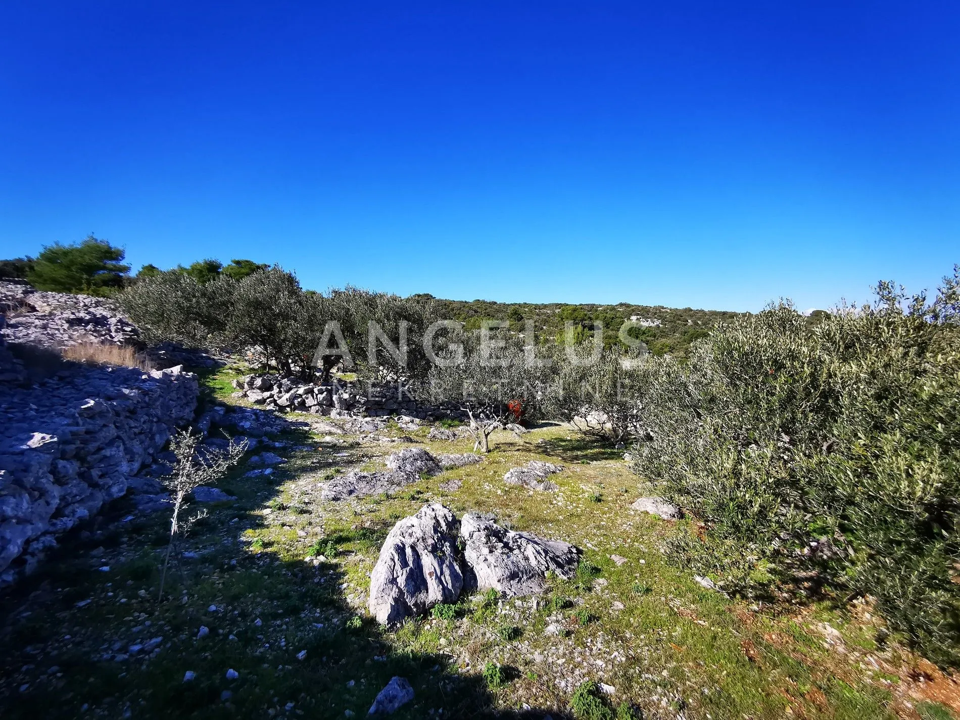 šolta - uređeni maslinik sa pogledom na more, 4800 m2 - slika 33