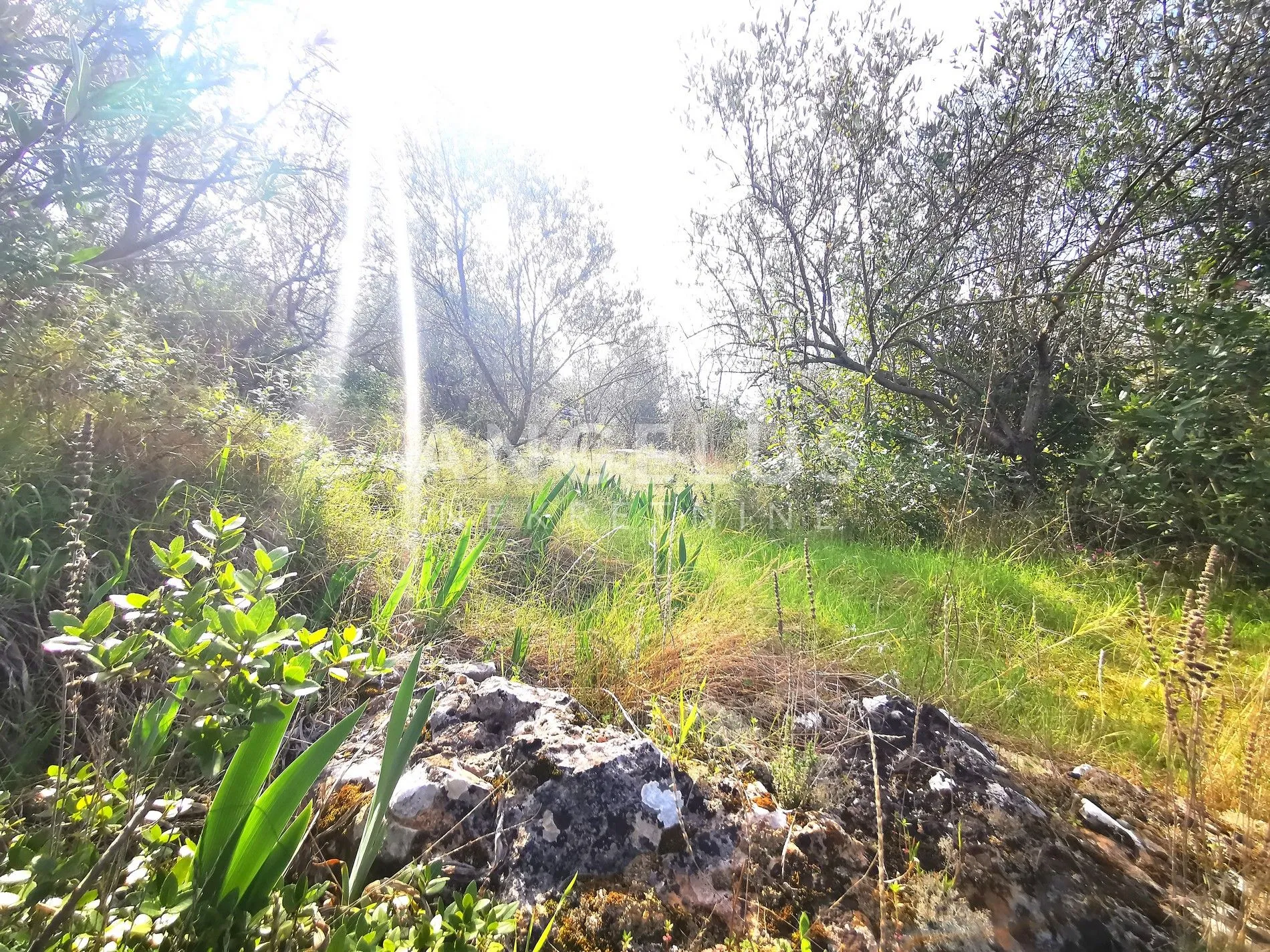 šolta, nečujam- građ.zemljište u centru mjesta, 8000m2, prodaja - slika 5