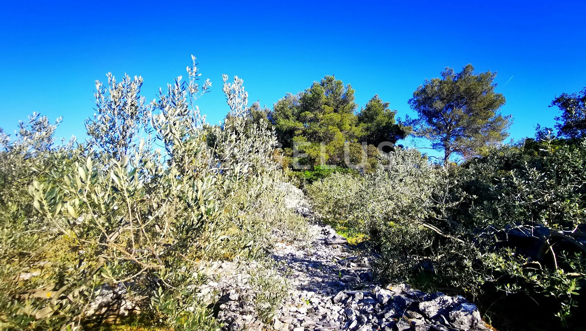 šolta, nečujam - građ.zemljište sa pogledom na more, 5100 m2 - slika 6